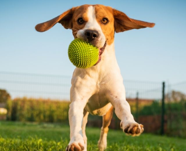 Home Farm Fields Thumbail