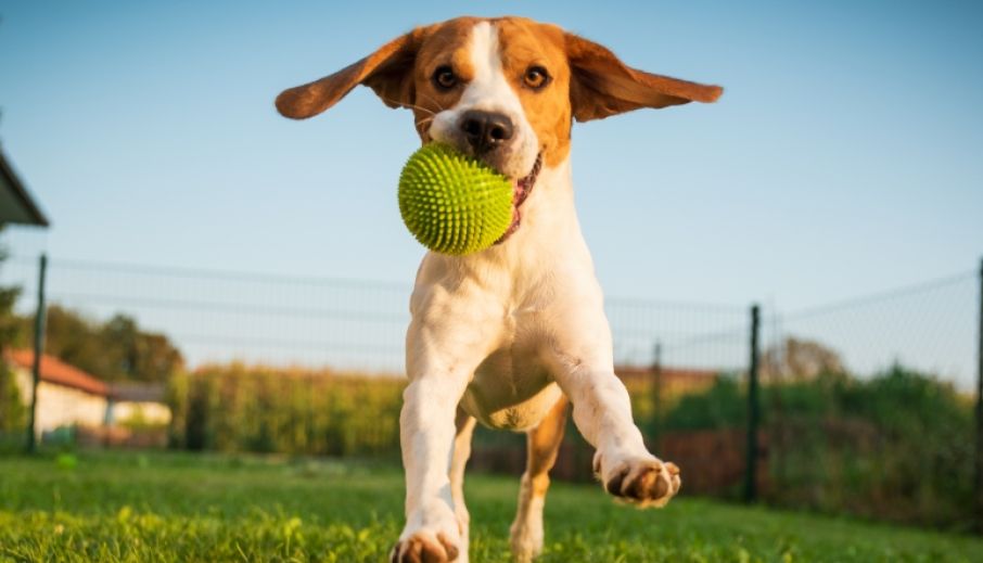 Home Farm Fields Thumbail